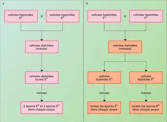 Croisement entre deux souches de levures - crédits : Encyclopædia Universalis France