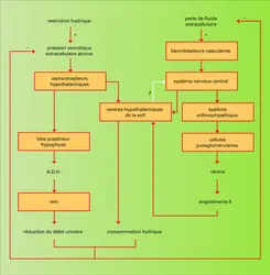 Soifs d'origine hyperosmotique et hypovolémique - crédits : Encyclopædia Universalis France