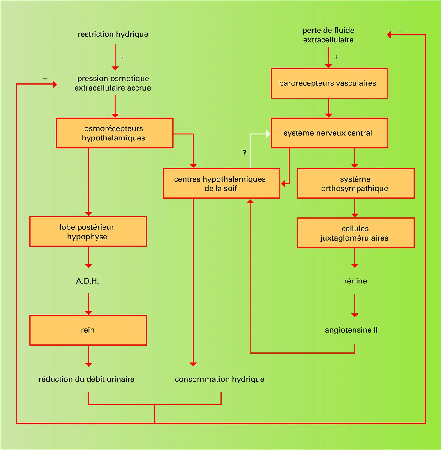 Soifs d'origine hyperosmotique et hypovolémique