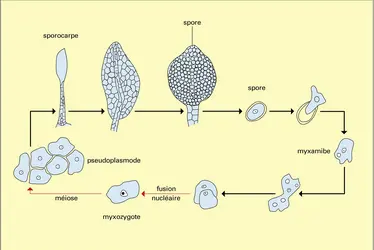 Dictyostelium sp. : développement - crédits : Encyclopædia Universalis France