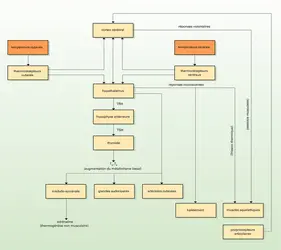 Homéothermes : mécanismes thermorégulateurs - crédits : Encyclopædia Universalis France