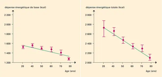 Dépense énergétique et vieillissement - crédits : Encyclopædia Universalis France