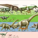 Dinosaures : quelques exemples - crédits : Encyclopædia Universalis France