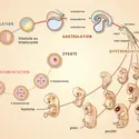 Développement comparé d'embryons - crédits : Encyclopædia Universalis France