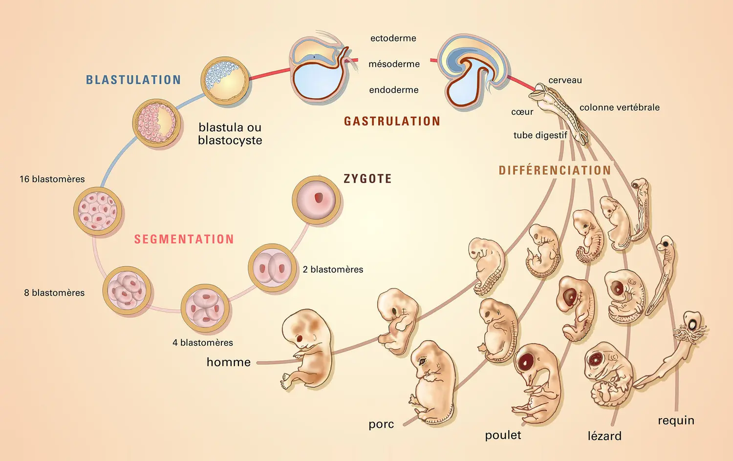Développement comparé d'embryons