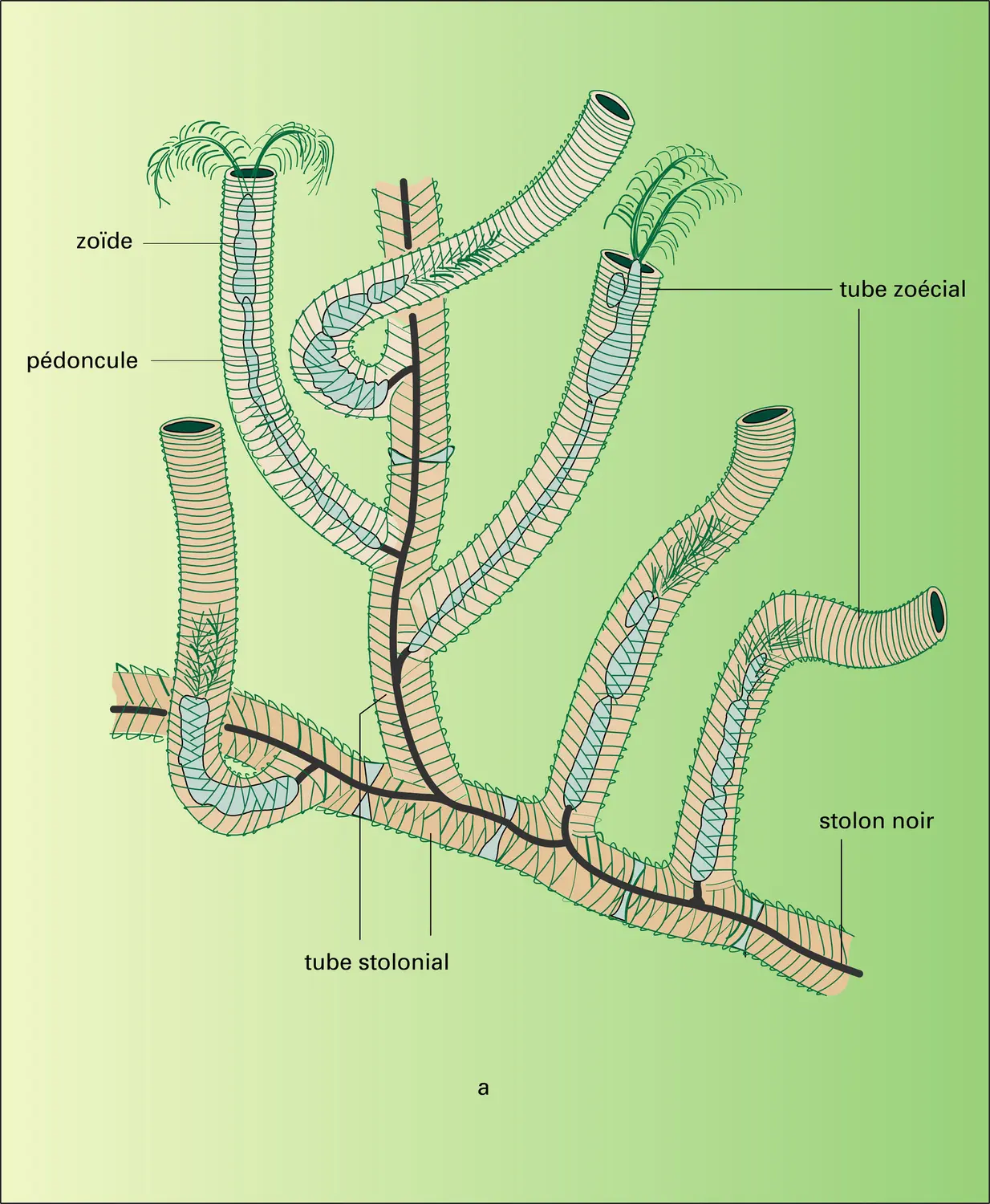 Rhabdopleura - vue 1