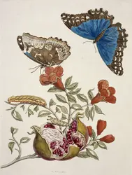 Morpho bleu, papillon - crédits : Natural History Museum of London/ Biosphoto