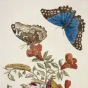 Morpho bleu, papillon - crédits : Natural History Museum of London/ Biosphoto