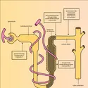 Action sur le tubule rénal - crédits : Encyclopædia Universalis France