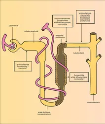 Action sur le tubule rénal - crédits : Encyclopædia Universalis France