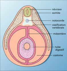 Embryon de Vertébré : corde dorsale - crédits : Encyclopædia Universalis France