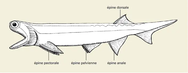 Acanthodiforme - crédits : Encyclopædia Universalis France