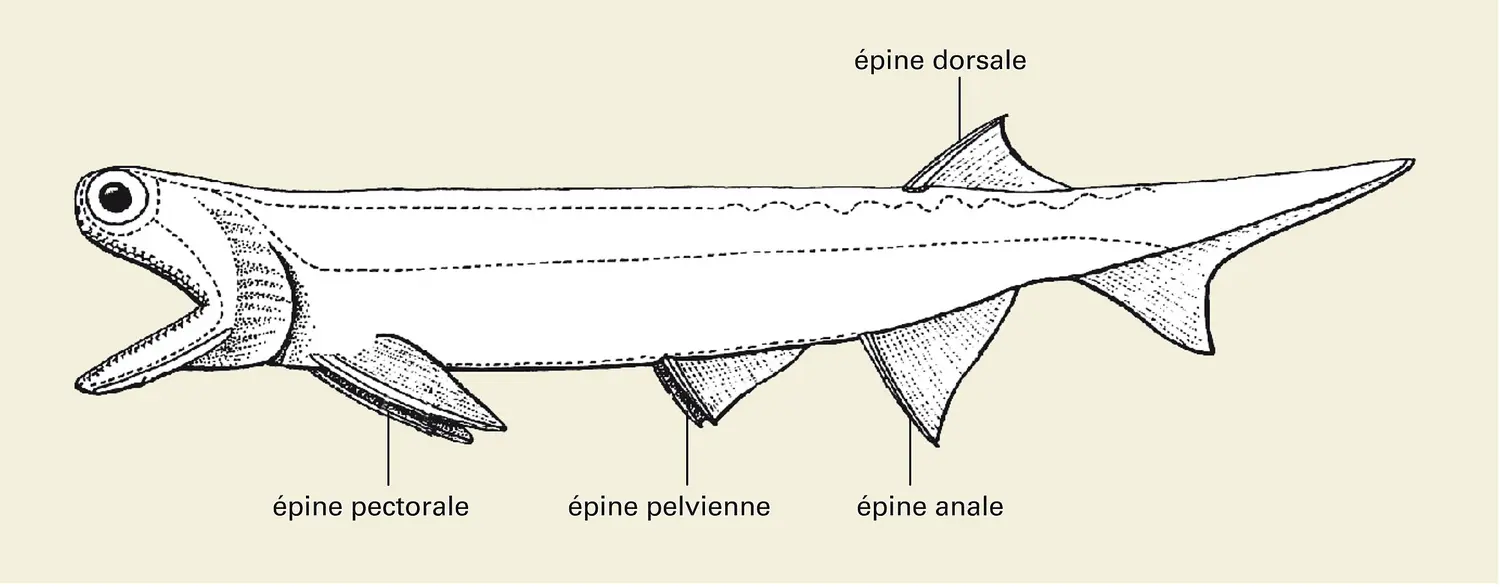 Acanthodiforme