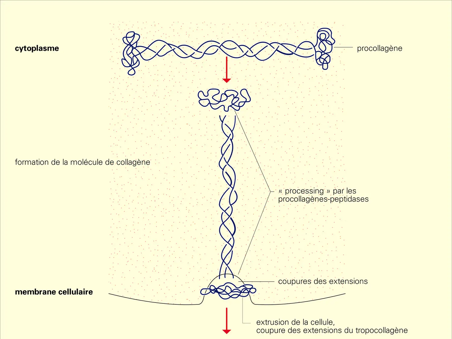 Biosynthèse du collagène - vue 1