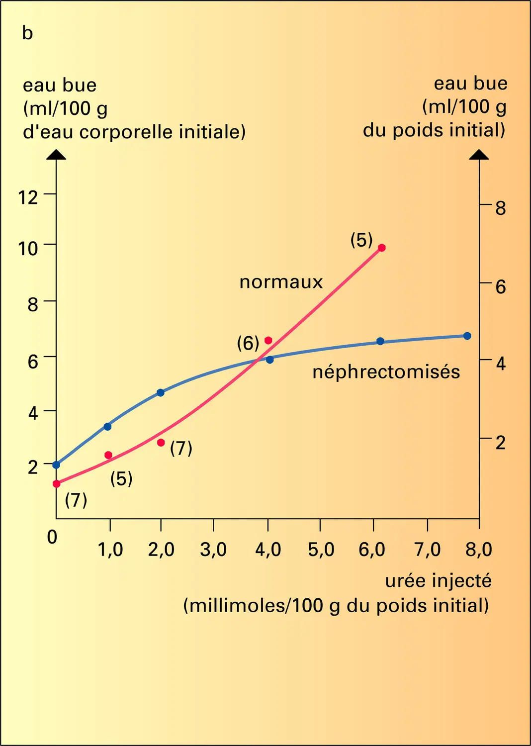 Déshydratation cellulaire - vue 2