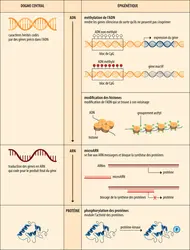 Place des mécanismes épigénétiques dans la théorie fondamentale de la biologie moléculaire - crédits : Encyclopædia Universalis France