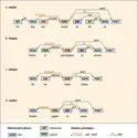 Analyse syntaxique d’une même phrase dans quatre langues différentes - crédits : Encyclopædia Universalis France