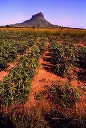 Manioc - crédits : M. Brambilla/ De Agostini/ Getty Images