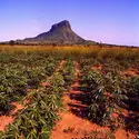 Manioc - crédits : M. Brambilla/ De Agostini/ Getty Images