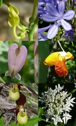 Fleurs d'angiospermes - crédits : H. Sauquet