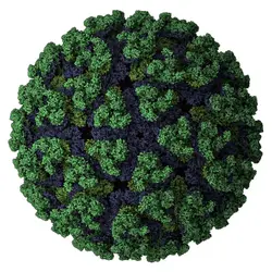 Virus du chikungunya - crédits : Molekuul.be/ Shutterstock