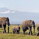 Éléphants d'Afrique - crédits : Nigel Pavitt/ AWL Images/ Getty Images