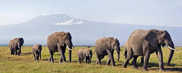 Éléphants d'Afrique - crédits : Nigel Pavitt/ AWL Images/ Getty Images