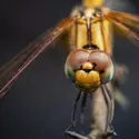 Libellule - crédits : 	Amith Nag Photography/ Moment/ Getty Images