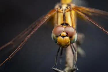 Libellule - crédits : 	Amith Nag Photography/ Moment/ Getty Images