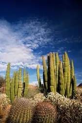 Saguaros - crédits : Randy Wells/ Getty Images