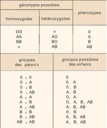 Sang : hérédité des groupes A, B, O - crédits : Encyclopædia Universalis France