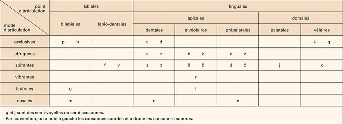 Langue polonaise : les phonèmes consonantiques - crédits : Encyclopædia Universalis France
