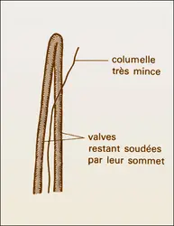 Anthocérotales : capsule - crédits : Encyclopædia Universalis France