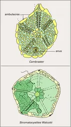 Cambraster et Stromatocystitida - crédits : Encyclopædia Universalis France