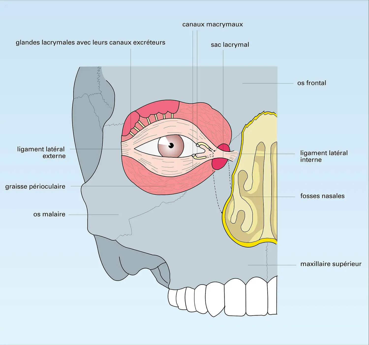 Appareil lacrymal