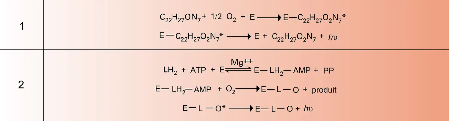 Oxydation de la luciférine