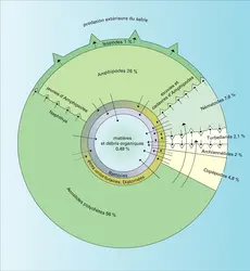 Biovolumes d'animaux de la plage de Wimereux - crédits : Encyclopædia Universalis France