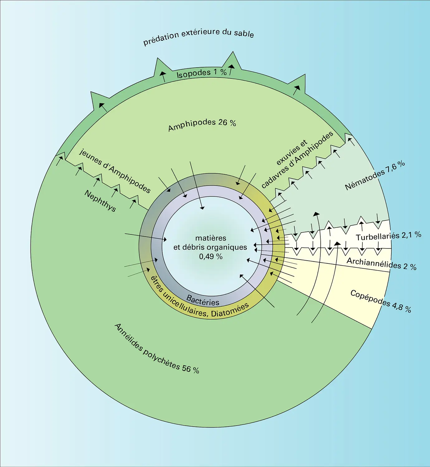 Biovolumes d'animaux de la plage de Wimereux