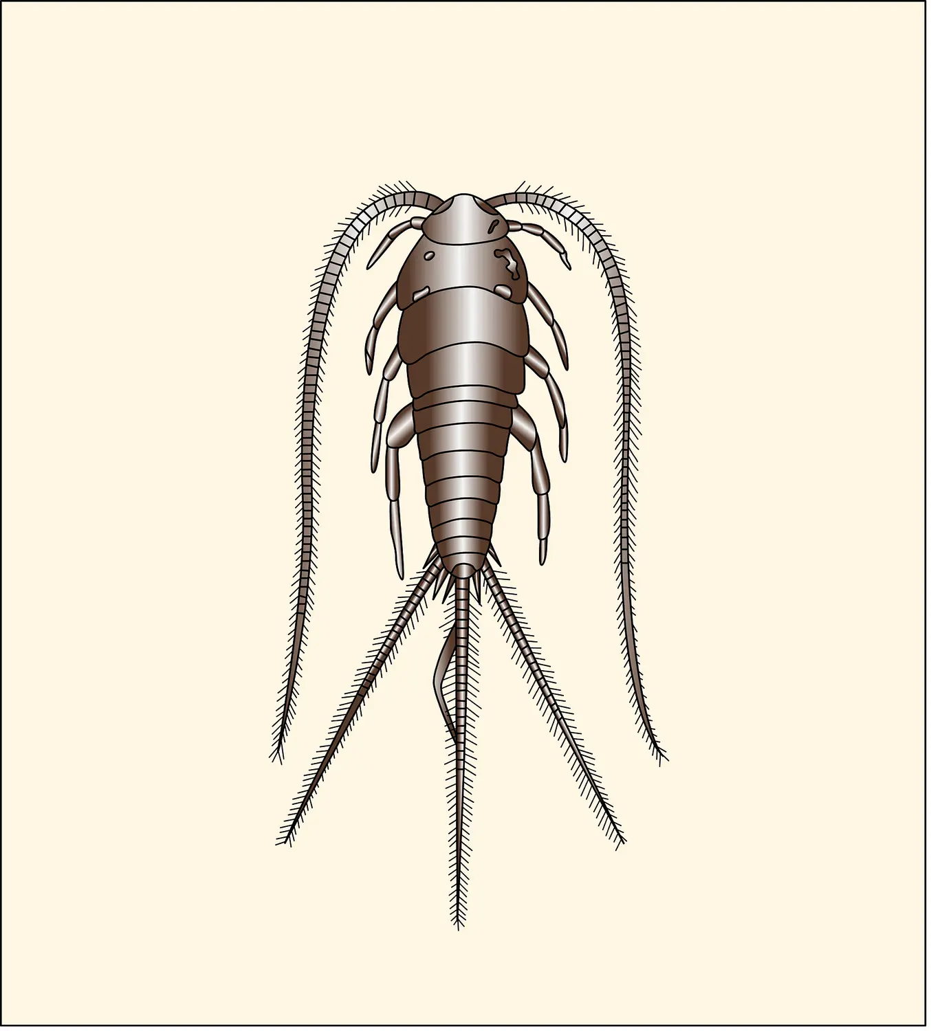 Lépisme : Thermobia domestica