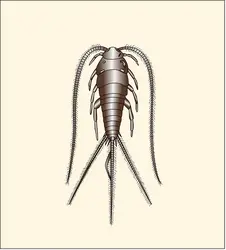 Lépisme : Thermobia domestica - crédits : Encyclopædia Universalis France