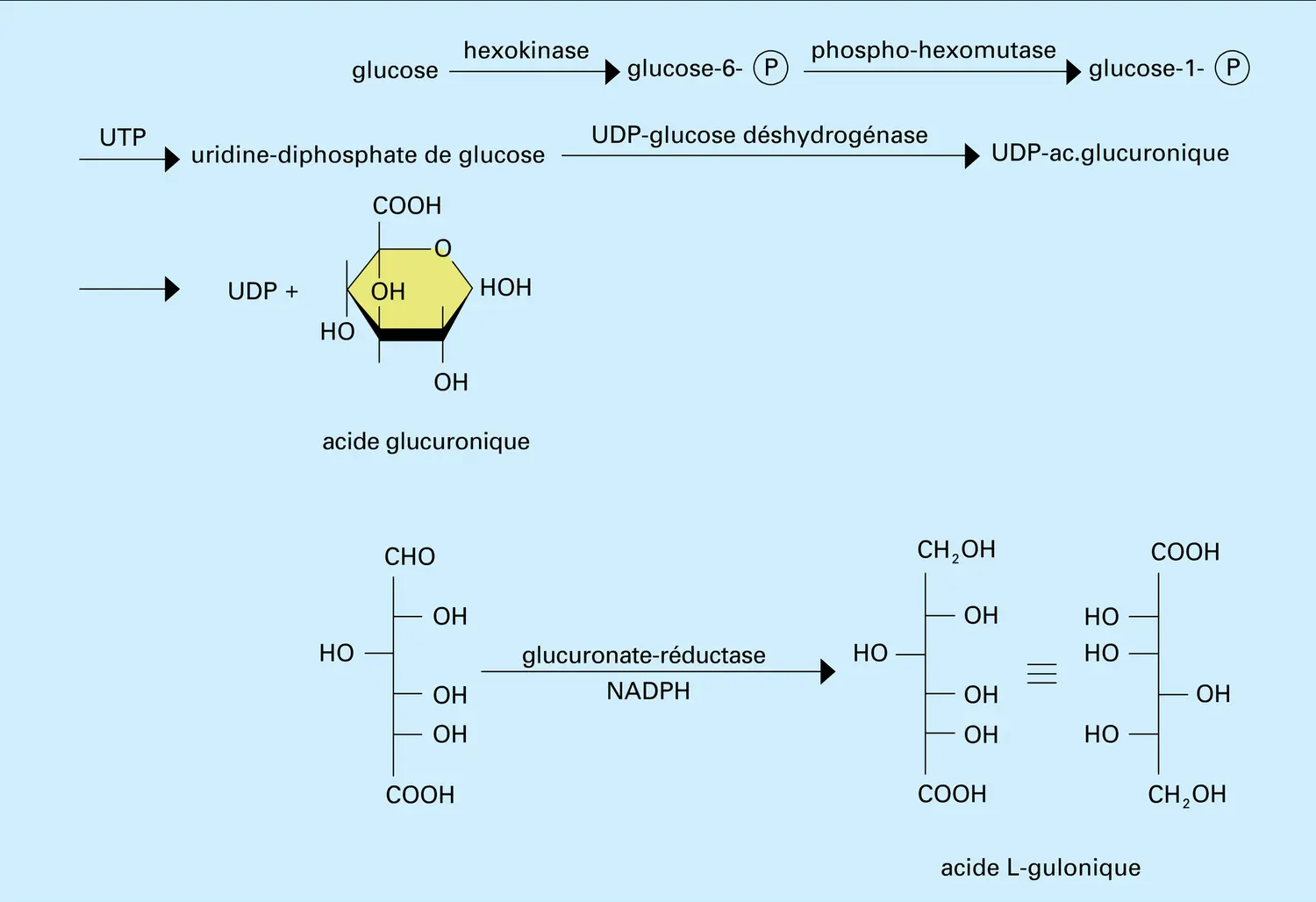 Glucuronate-xylulose - vue 1