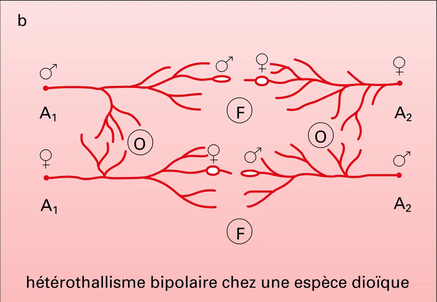 Champignons : hétérothallisme - vue 3