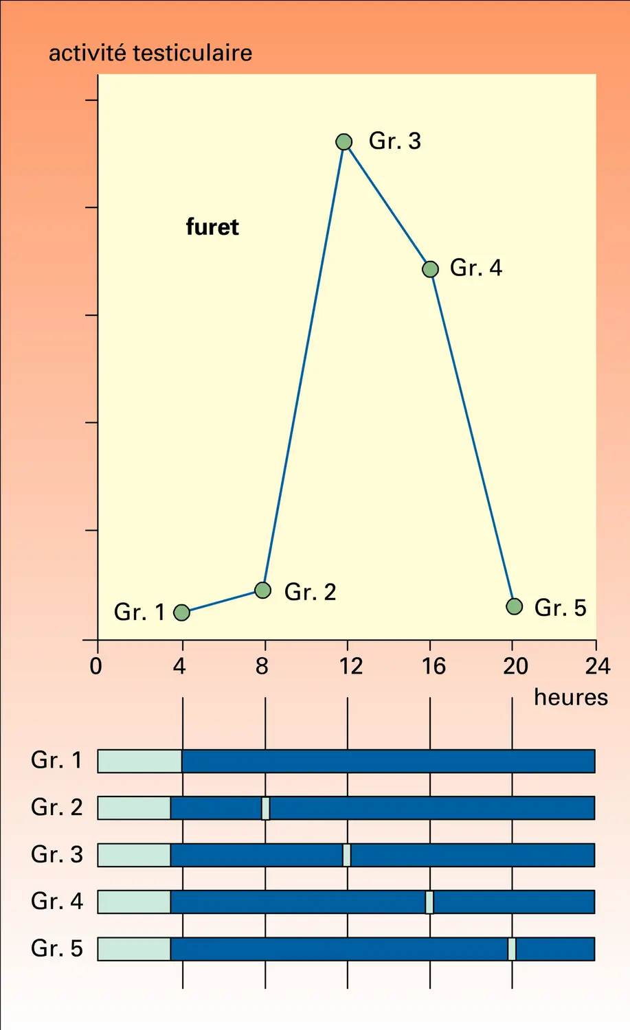 Photopériode et rythmes annuels de reproduction - vue 1