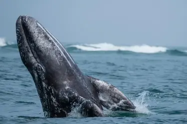 Baleine grise - crédits : Michael Nolan/ robertharding/ Getty Images