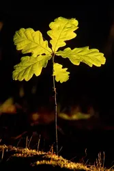 Chêne (plantule) - crédits : Laurie Campbell/ The Image Bank/ Getty Images