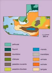 Végétation : représentation à échelle moyenne - crédits : Encyclopædia Universalis France