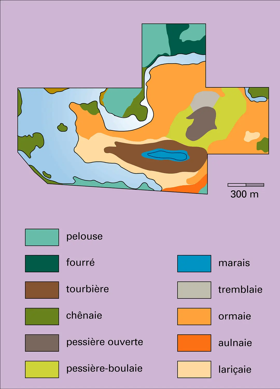 Végétation : représentation à échelle moyenne