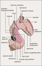 Calliostoma zizyphinum : anatomie - crédits : Encyclopædia Universalis France