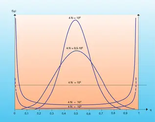 Lois de probabilités des fréquences géniques - crédits : Encyclopædia Universalis France