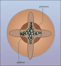 Racines secondaires : croissance centrifuge - crédits : Encyclopædia Universalis France